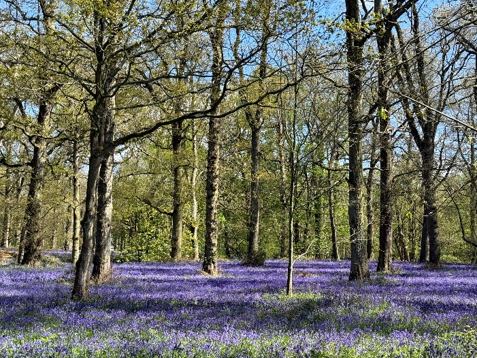 A woodland with bluebells on the ground