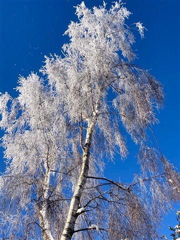 looking up at an ice and snow covered tree against a stark blue sky
