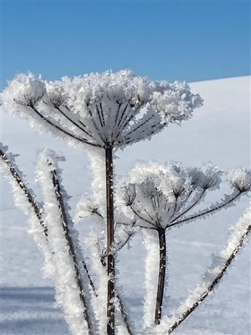 a crystal coated hogweed against a snowy hill and bright blue sky