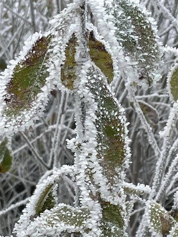 ice crystals adorning a branch with frozen leaves
