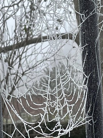 spider web with frost hanging in a tree