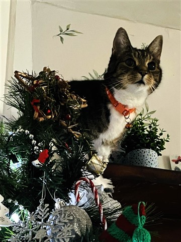 cat staring out innocently from on top of a decorated Christmas tree