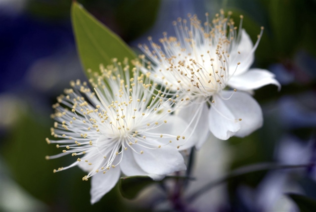 Myrtle sends her best wishes