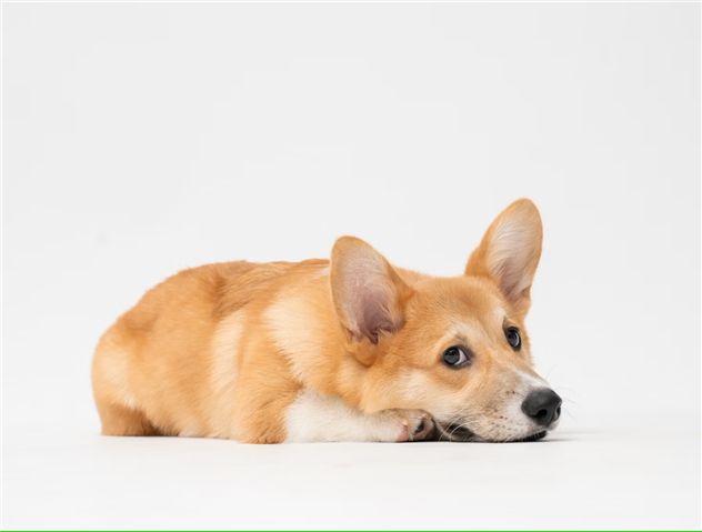 photo of a corgi dog, laying down looking pensively into the camera