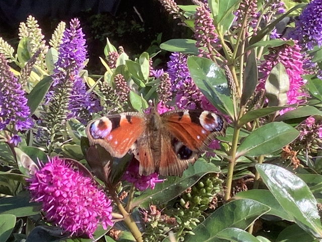 My Hebe with Butterfly.September 2020 