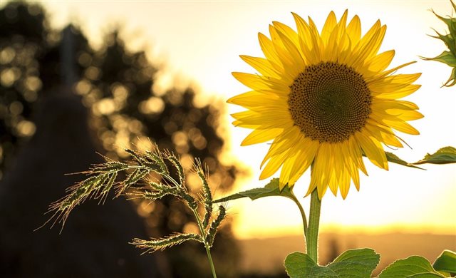 Sunflower with the sun and trees behind it