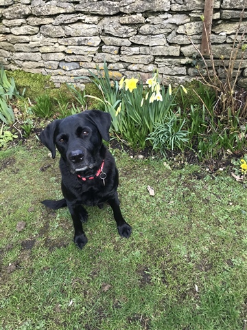 Oliver in the garden 