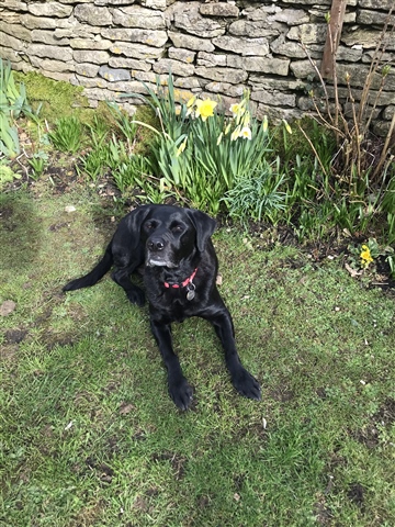 Oliver in the garden 
