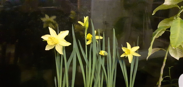 Happy St David’s Day.