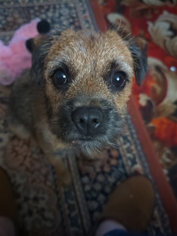 Photo of Truffle, the border terrier