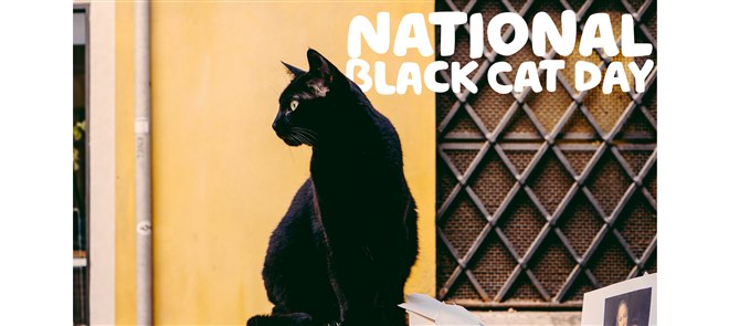 Photo of a black cat by Nathan Riley on Unsplash, with the words National Black Cat Day