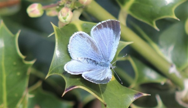 Blue butterfly on a green leaf