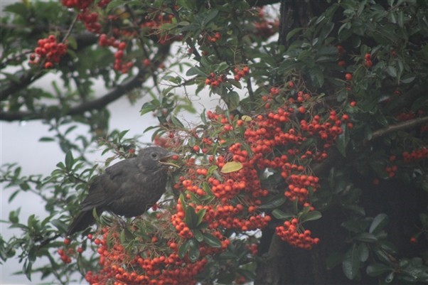 Blackbird sitting on a branch of red berries