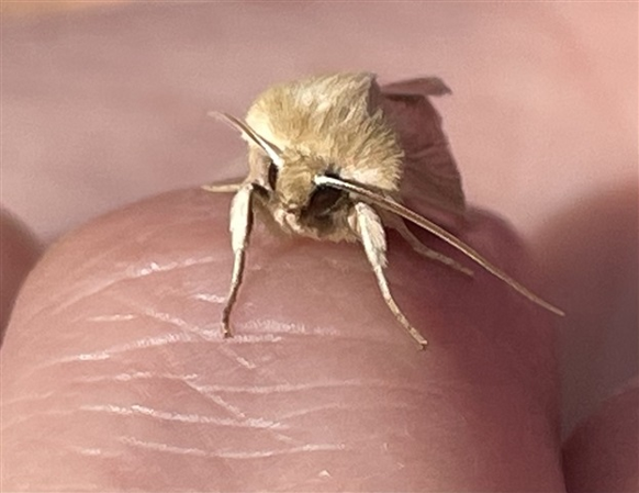 Image of a beige moth on a person's hand