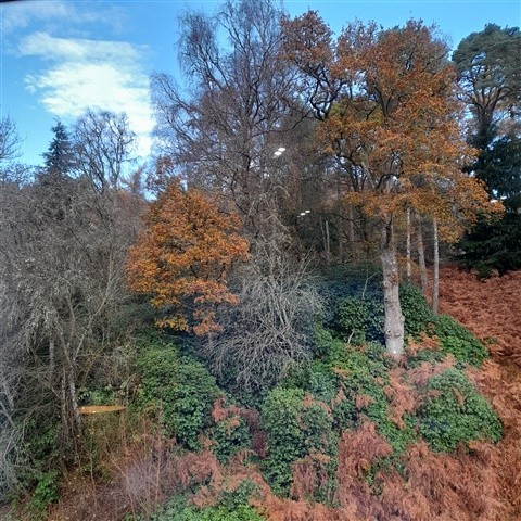 Orange and burnt red foliage