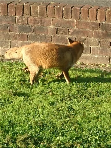 Fox stood on green grass in front of a wall 