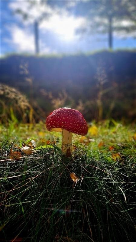 Red mushroom with white dots in a green field