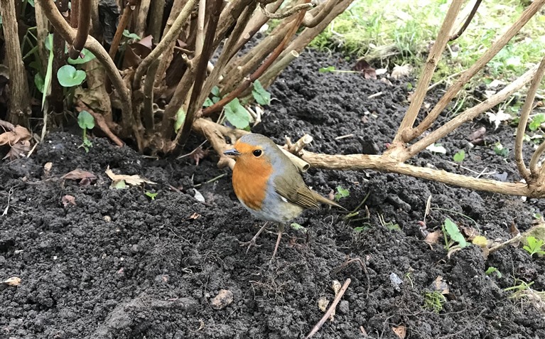 a small robin stands on the earth next to the base of a shrub