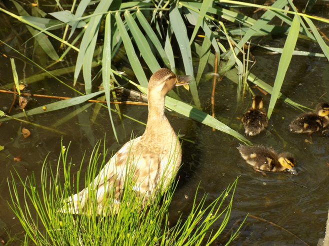 Duck and chicks in a pond surrounded by green grass
