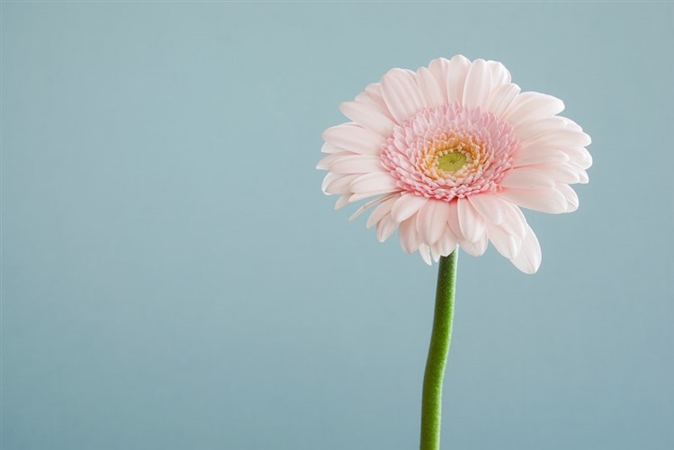 A pink flower on a light grey background.