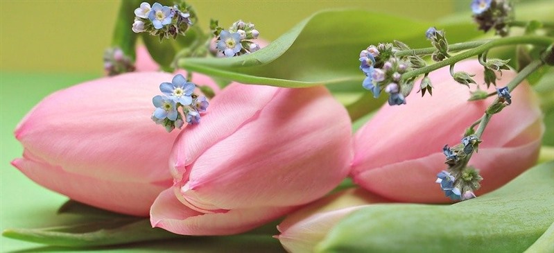 A image of pink tulip blooms, with some small blue forget-me-not type flowers