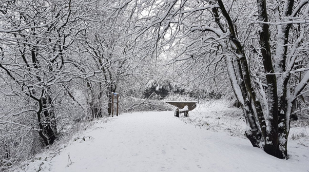 An image of a snowy path lined with snow covered trees