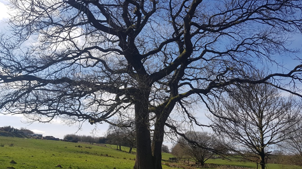 An image of a large tree with bare branches in early Spring