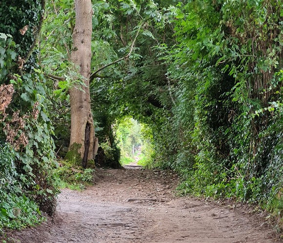 A photo of a pathway leading into a tunnel formed by overhanging trees
