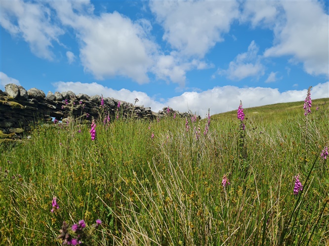 A landscape photograph, with wildflowers, dry stone wall and sky