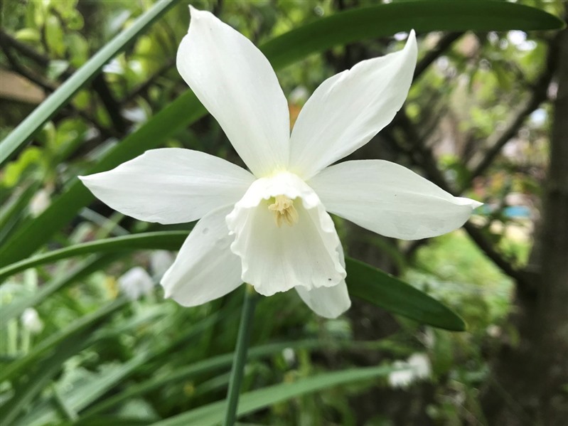 A picture of a white flower.