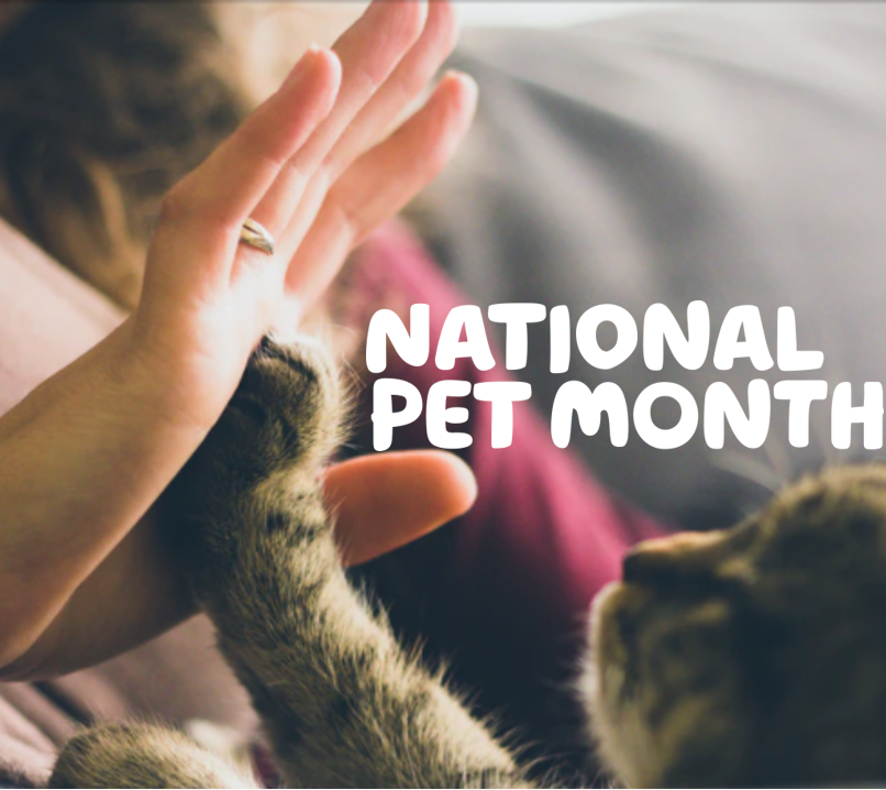 National pet month written in white text over a photo of a tabby cat putting their paw against a human's palm in a 'high five' motion.