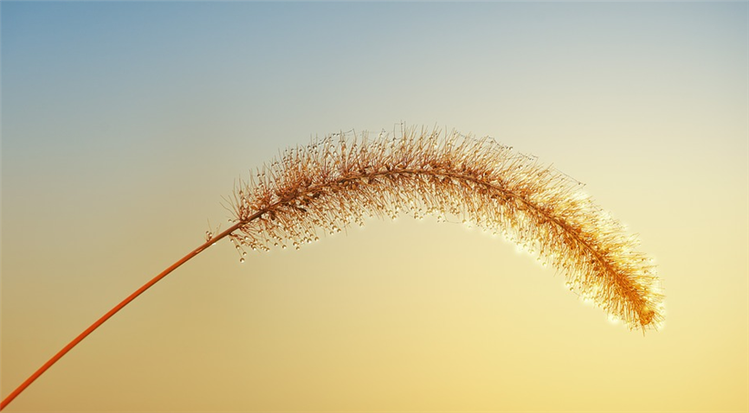 Image of a single stem of a fluffy-headed grass
