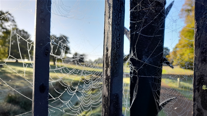 A frosty spiderweb.
