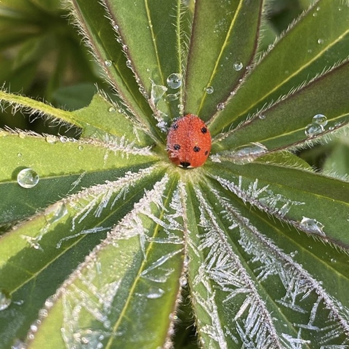 A snowy leaf with a ladybird on it.