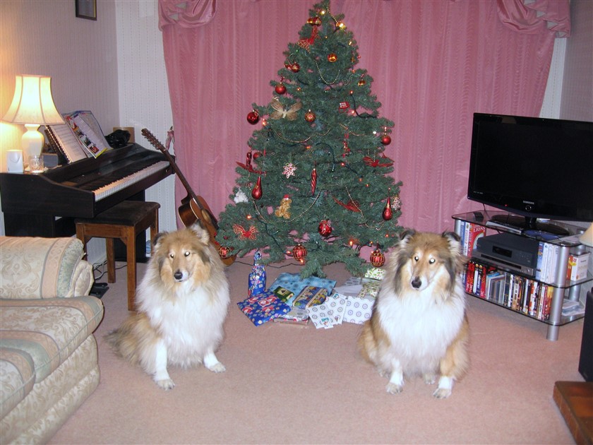 Two long haired, tan coloured dogs sat in front of a Christmas tree.