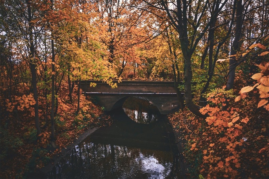 An image of a bridge in an autumn forrest
