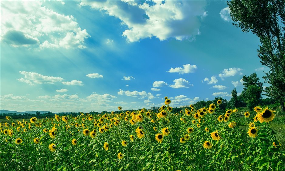 A bright image of a cloudy yet sunny sky over a field of sunflowers.
